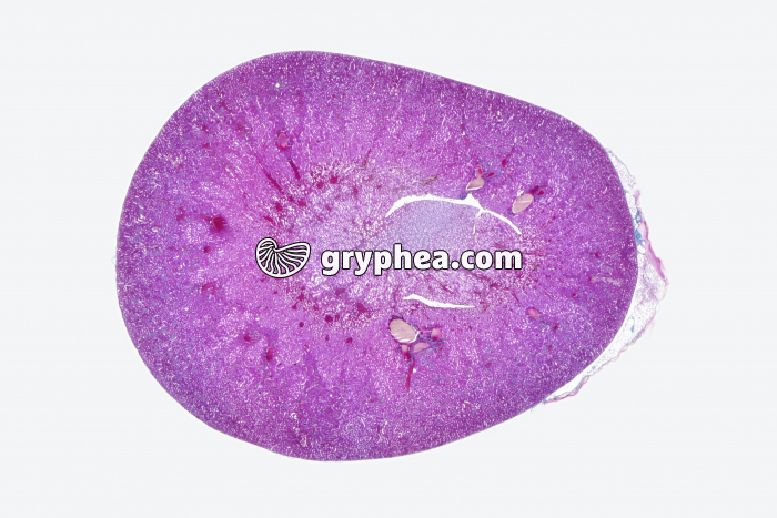 Rein de Mammifère CT totale x3 - gryphea.com